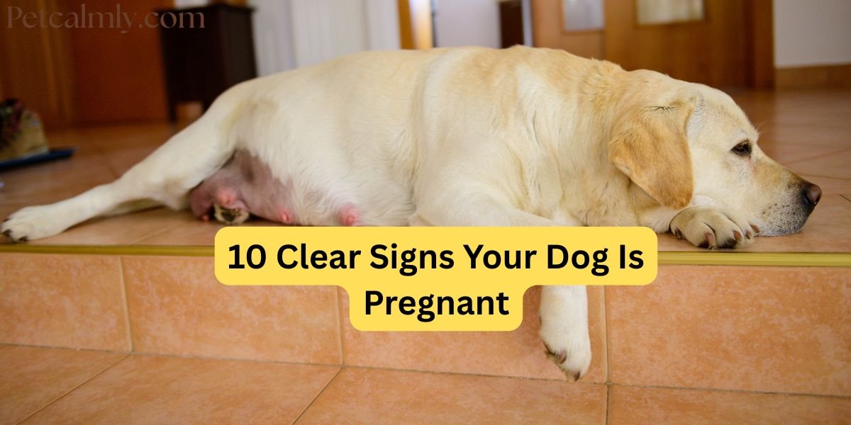 10 Clear Signs Your Dog Is Pregnant