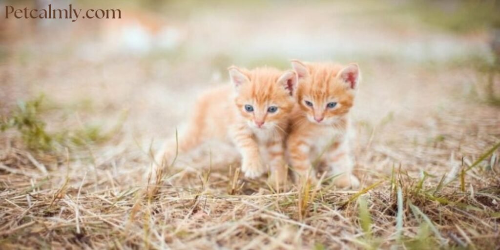 Do Cats Understand Siblings