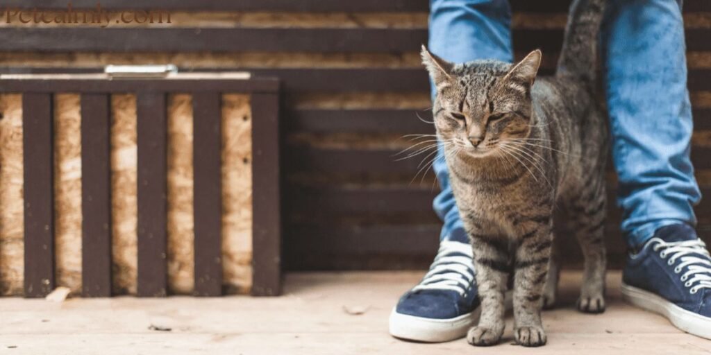 How Long Do Cats Remember Their Siblings