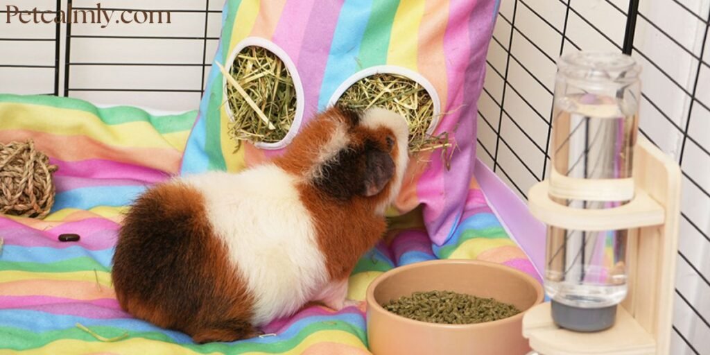 How Often Should I Clean Guinea Pig Cage