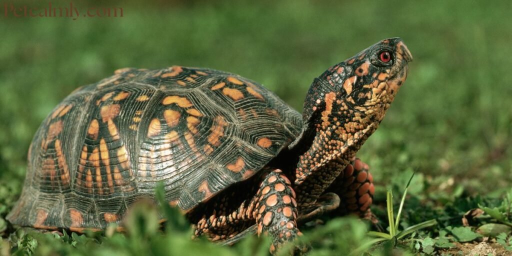 How Often Should I Feed My Turtle