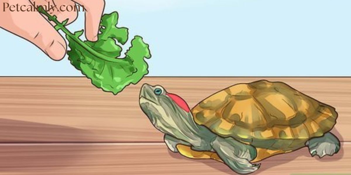 How Often Should I Feed My Turtle