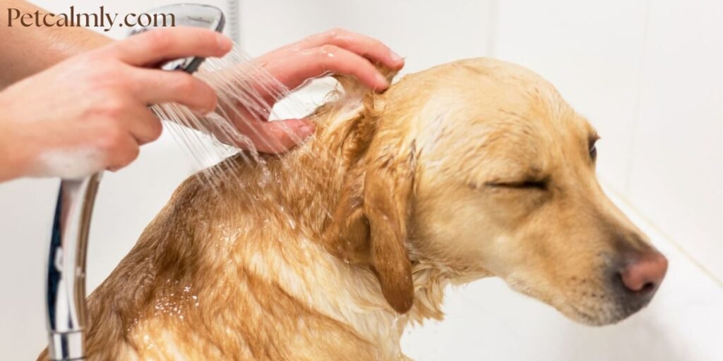 How to Bathe Dogs in Winter