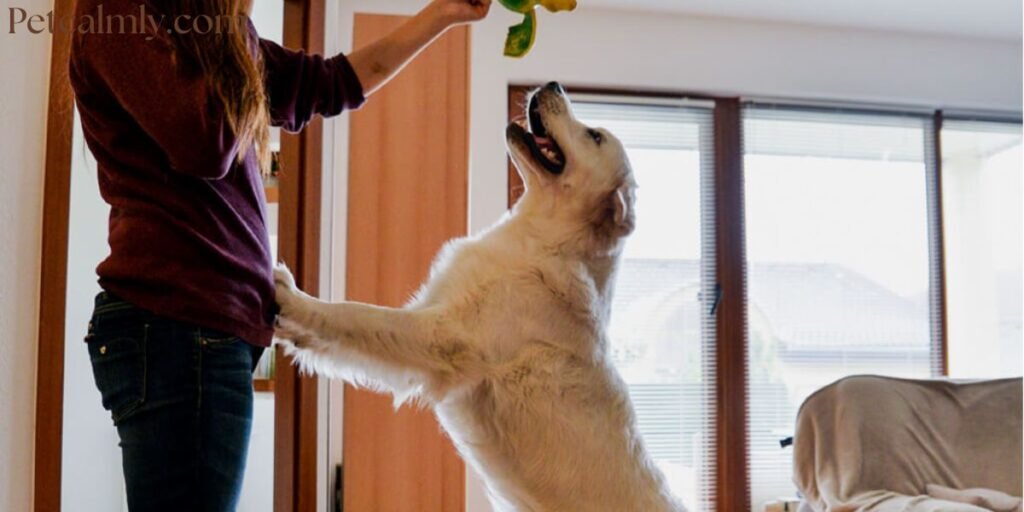 How to Stop Dog from Jumping on Guests