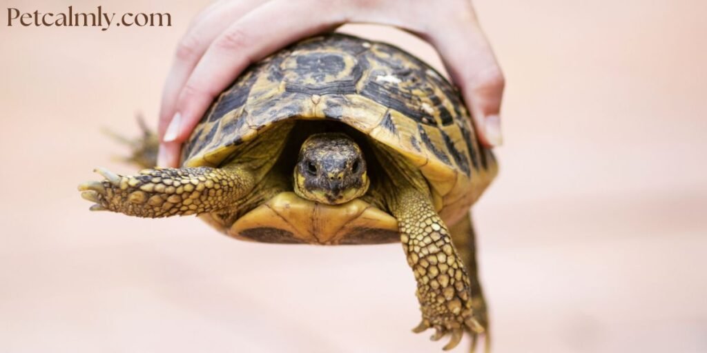 How to Treat a Sick Turtle at Home Naturally