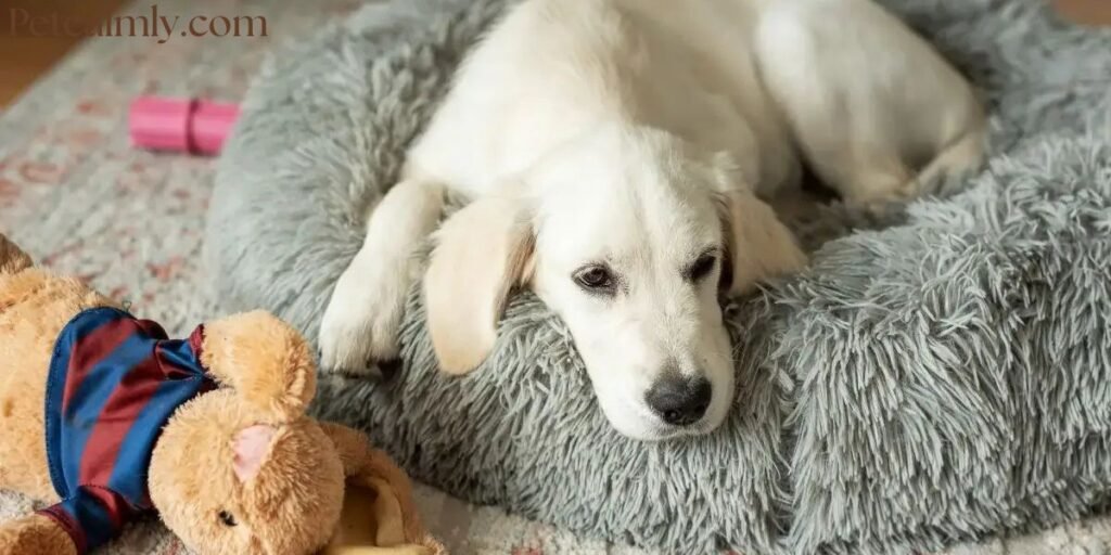 New Puppy Crying at Night