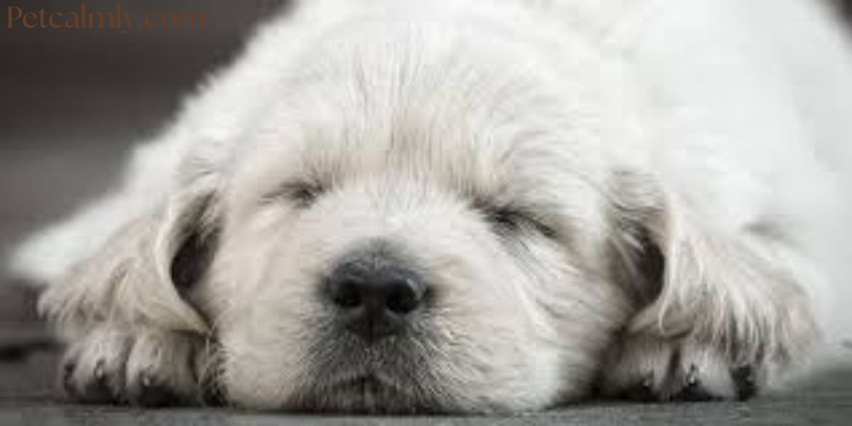 New Puppy Crying at Night