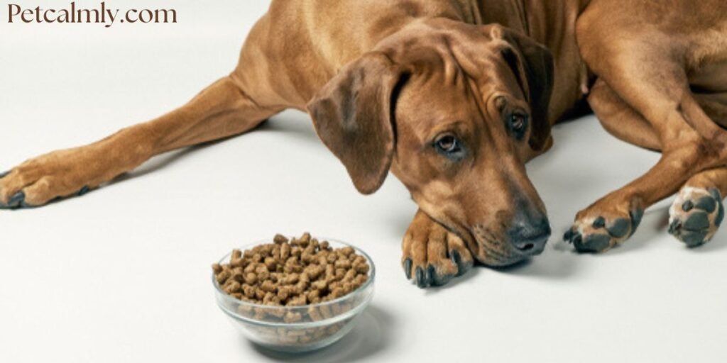 Small Dog Digestive Problems Treatment