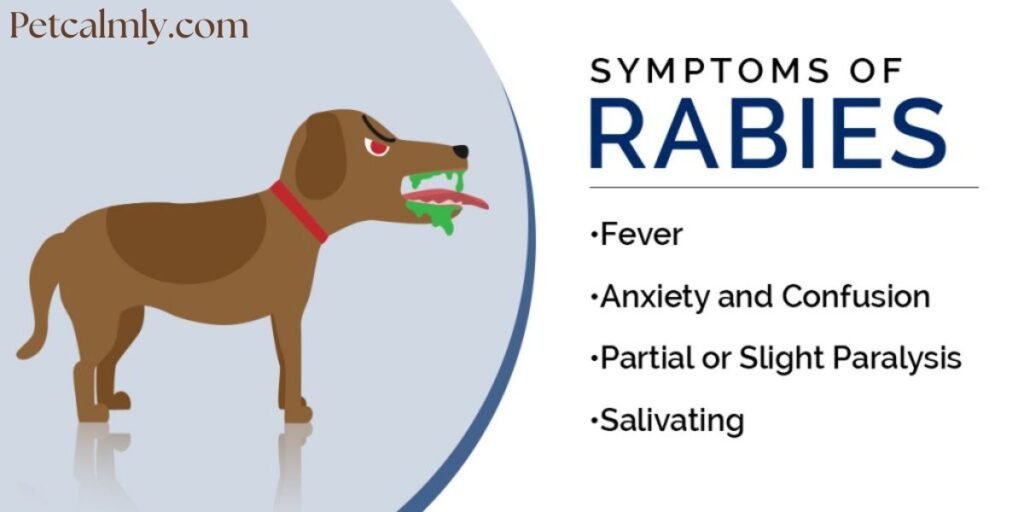 What Are the Early Signs of Rabies in Humans