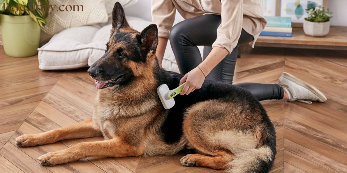 Why Is My Female Dog Shedding So Much