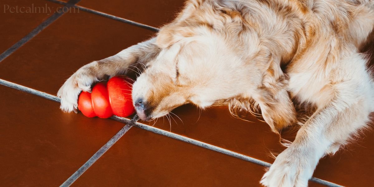 Best Toys for Large Dogs