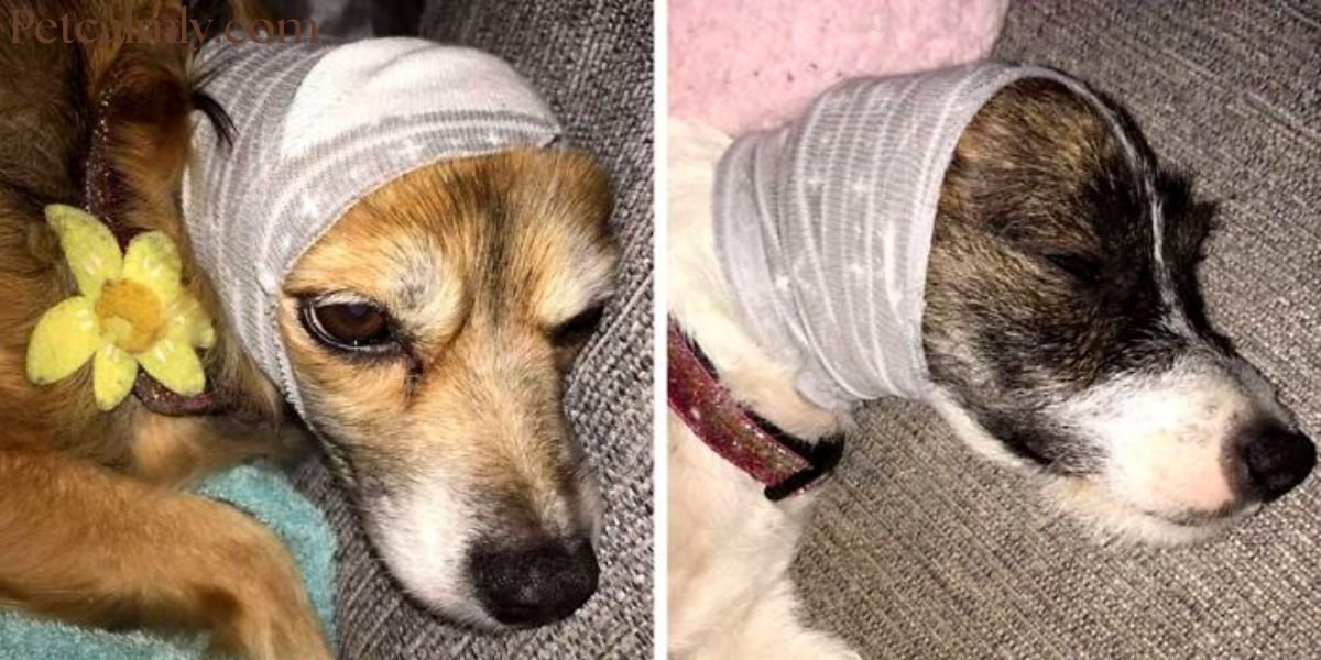 Safe Home Remedies for Dogs Scared of Fireworks: 2026