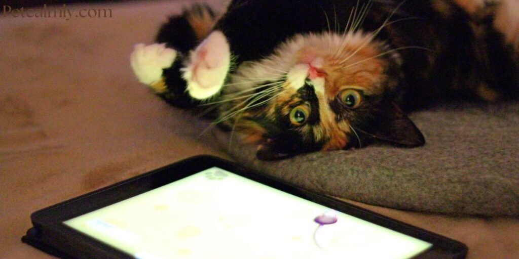 New Cat Behavior Study Shocks Pet Owners