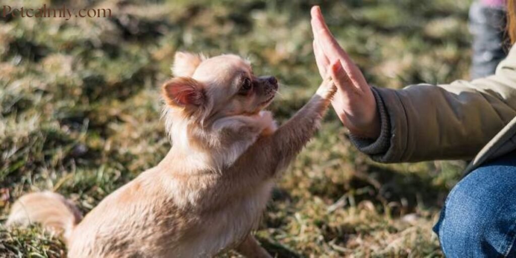 Small Dog Obedience Training