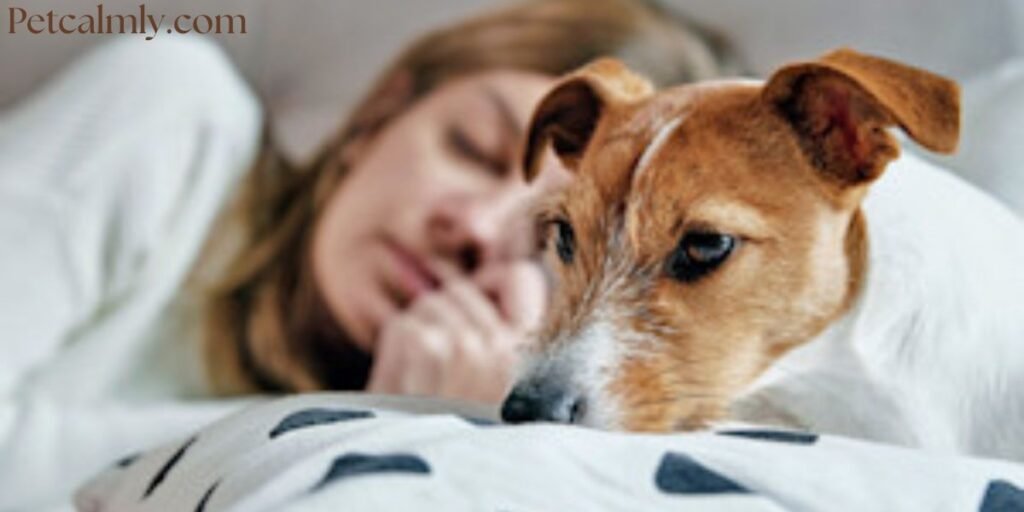 Why Is My Dog Pacing at Night All of a Sudden