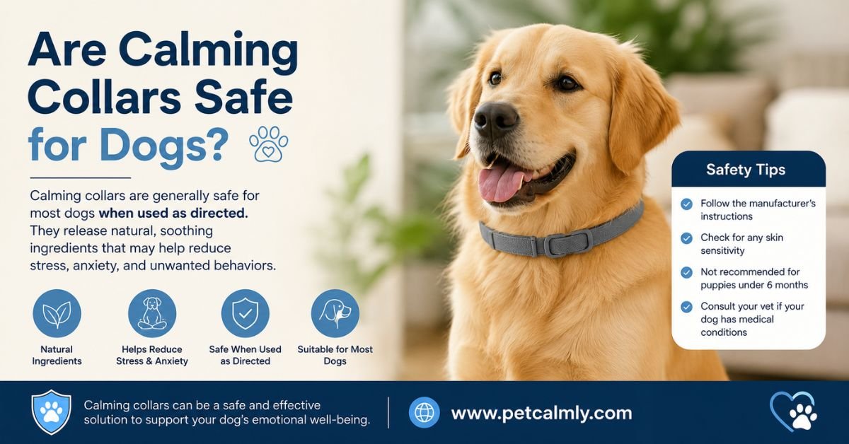 Are Calming Collars Safe for Dogs