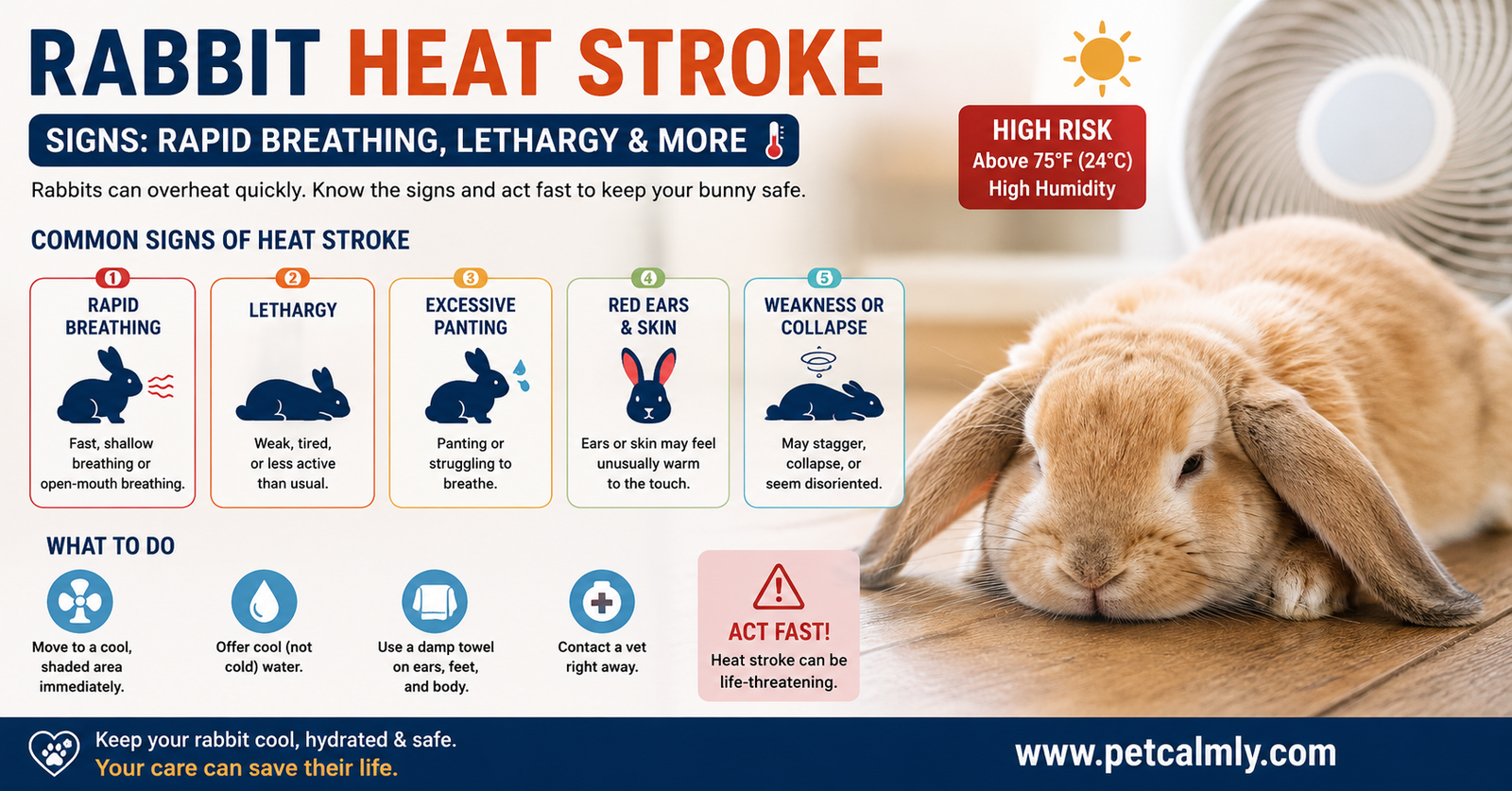Rabbit Heat Stroke Signs Rapid Breathing Lethargy