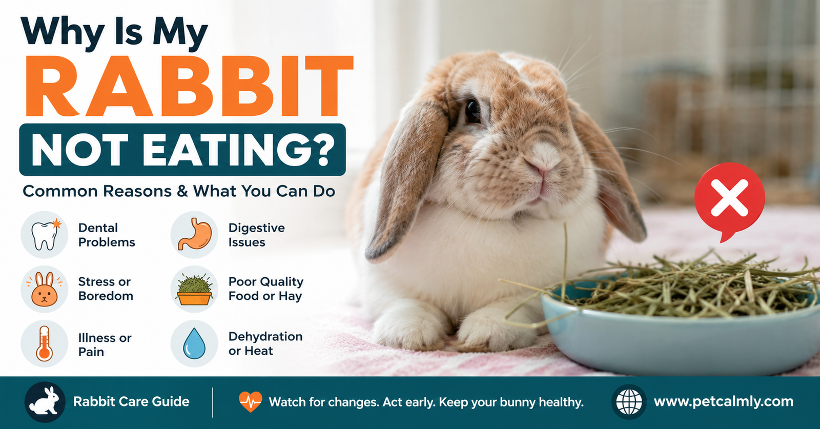 Why Is My Rabbit Not Eating