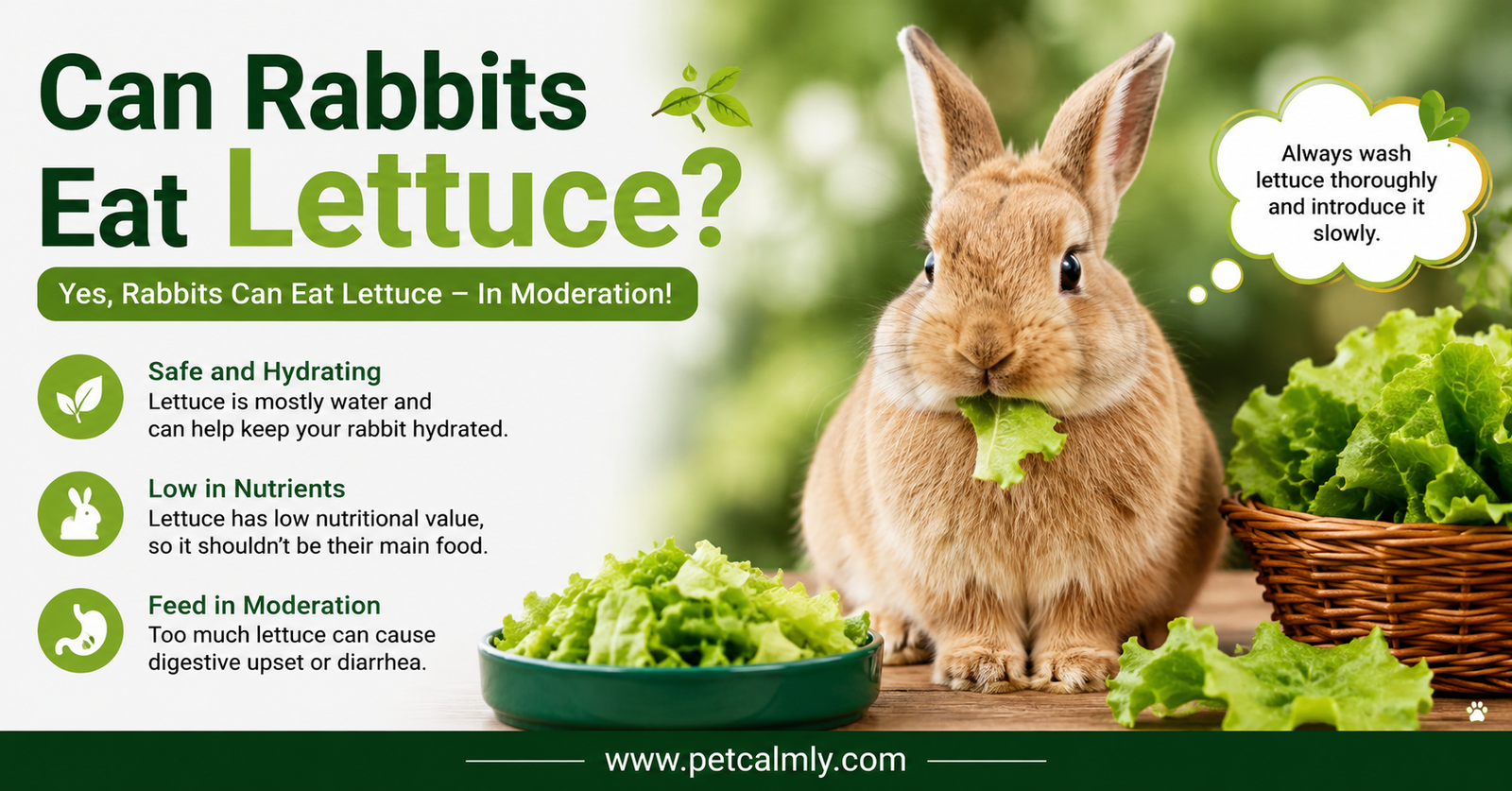 Can Rabbits Eat Lettuce