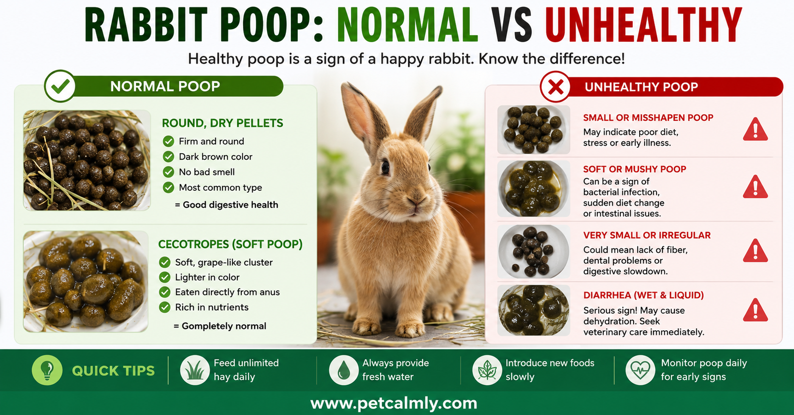 Rabbit Poop Normal vs Unhealthy