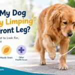 Why Is My Dog Suddenly Limping on His Front Leg?